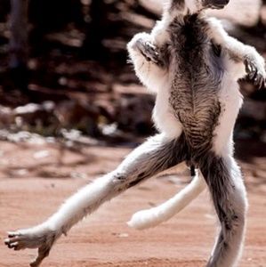 Meet your Posher, Rose